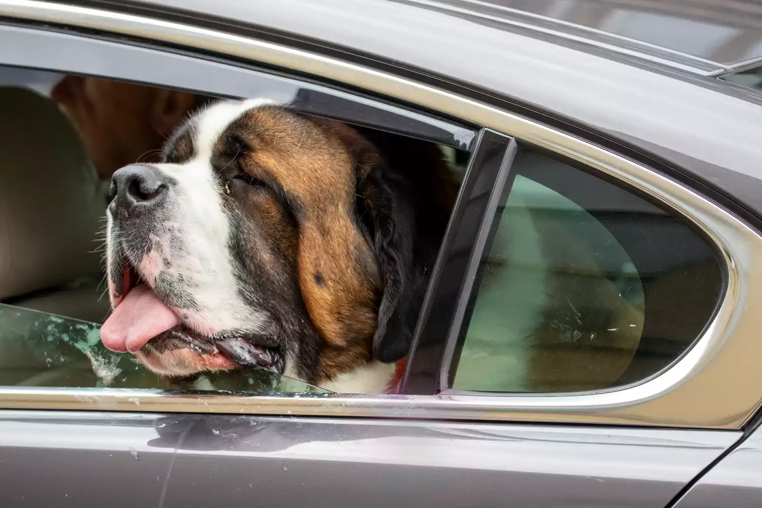 Chevrolet Trax back seat cover for St. Bernards