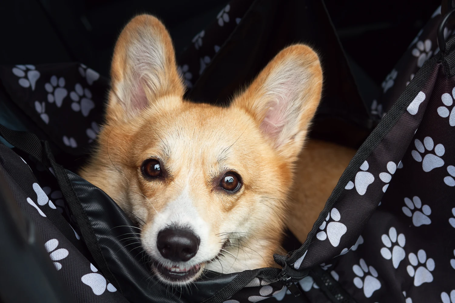 Hyundai Tucson back seat cover for Pembroke Welsh Corgis