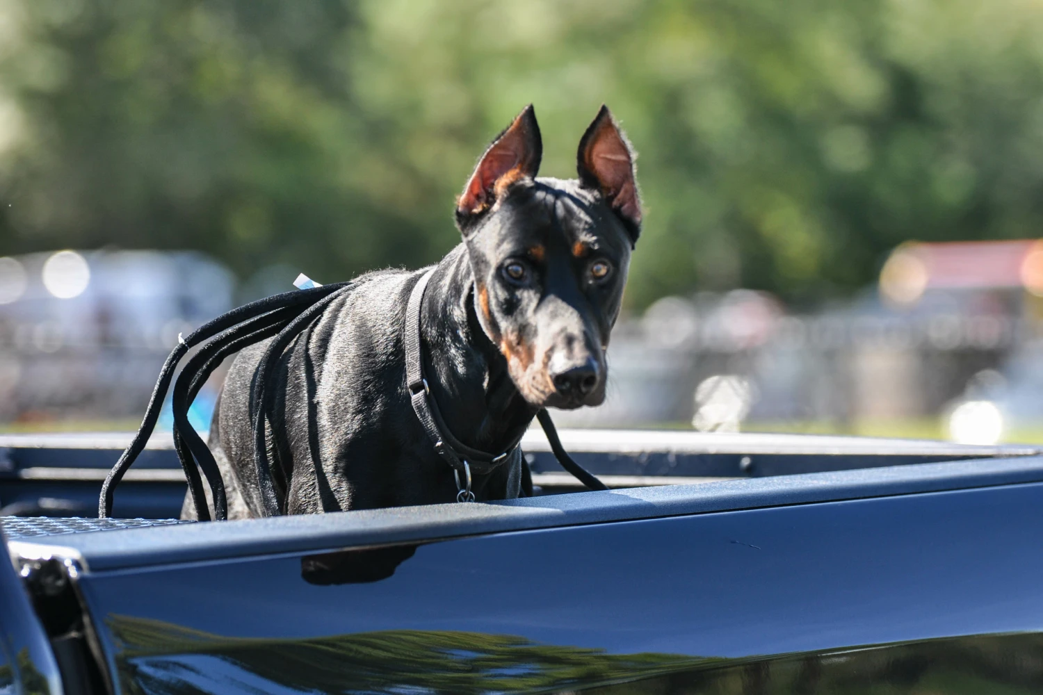 Chevrolet Equinox Dog Safety Belt for Doberman Pinschers