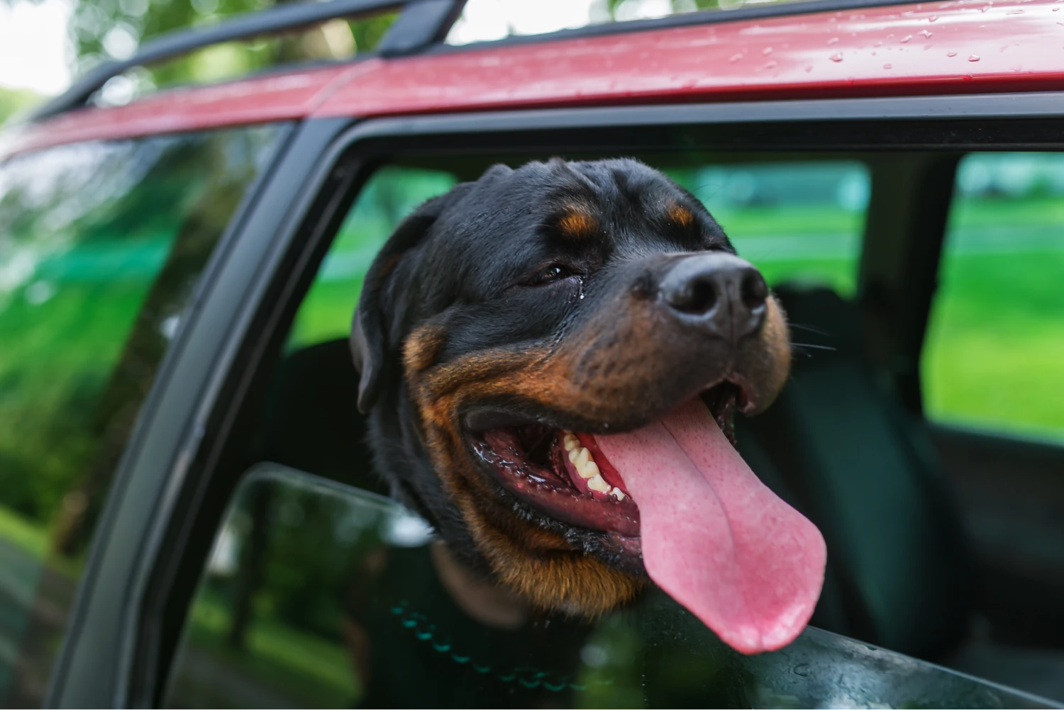 Tesla Model 3 back seat cover for Rottweilers