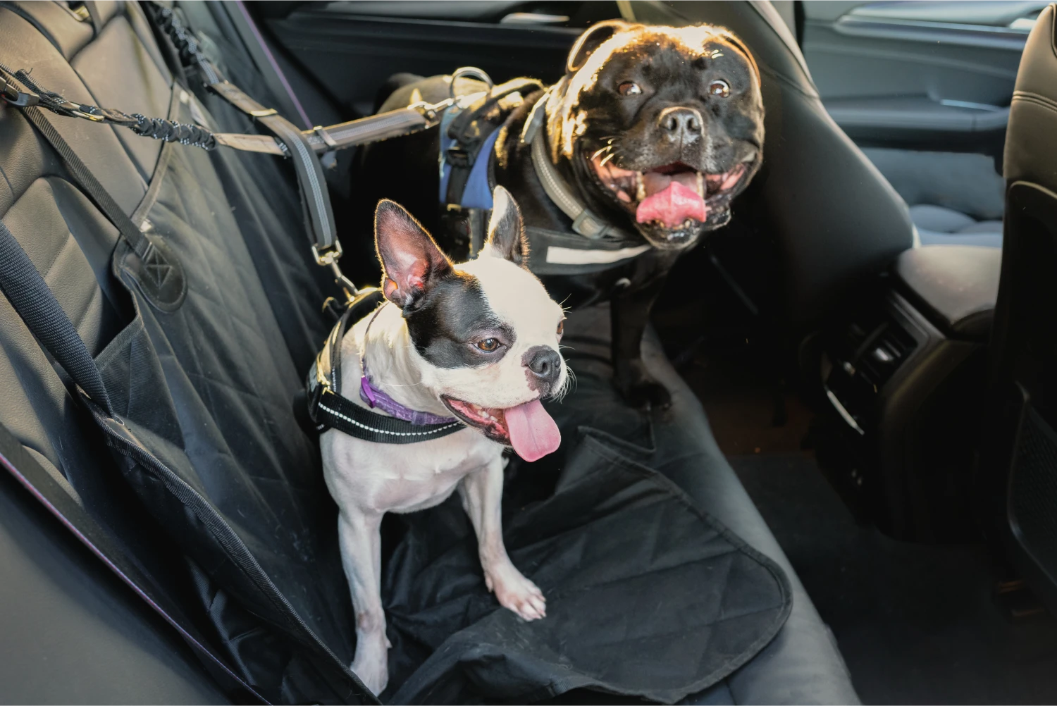 Toyota Prius Dog Safety Belt for Great Danes