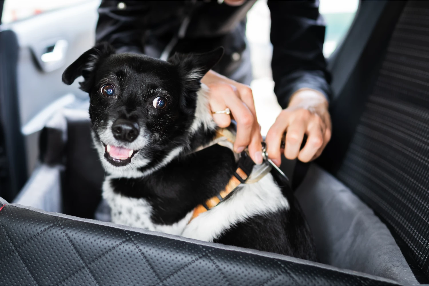 Toyota Camry Dog Safety Belt for Miniature American Shepherds