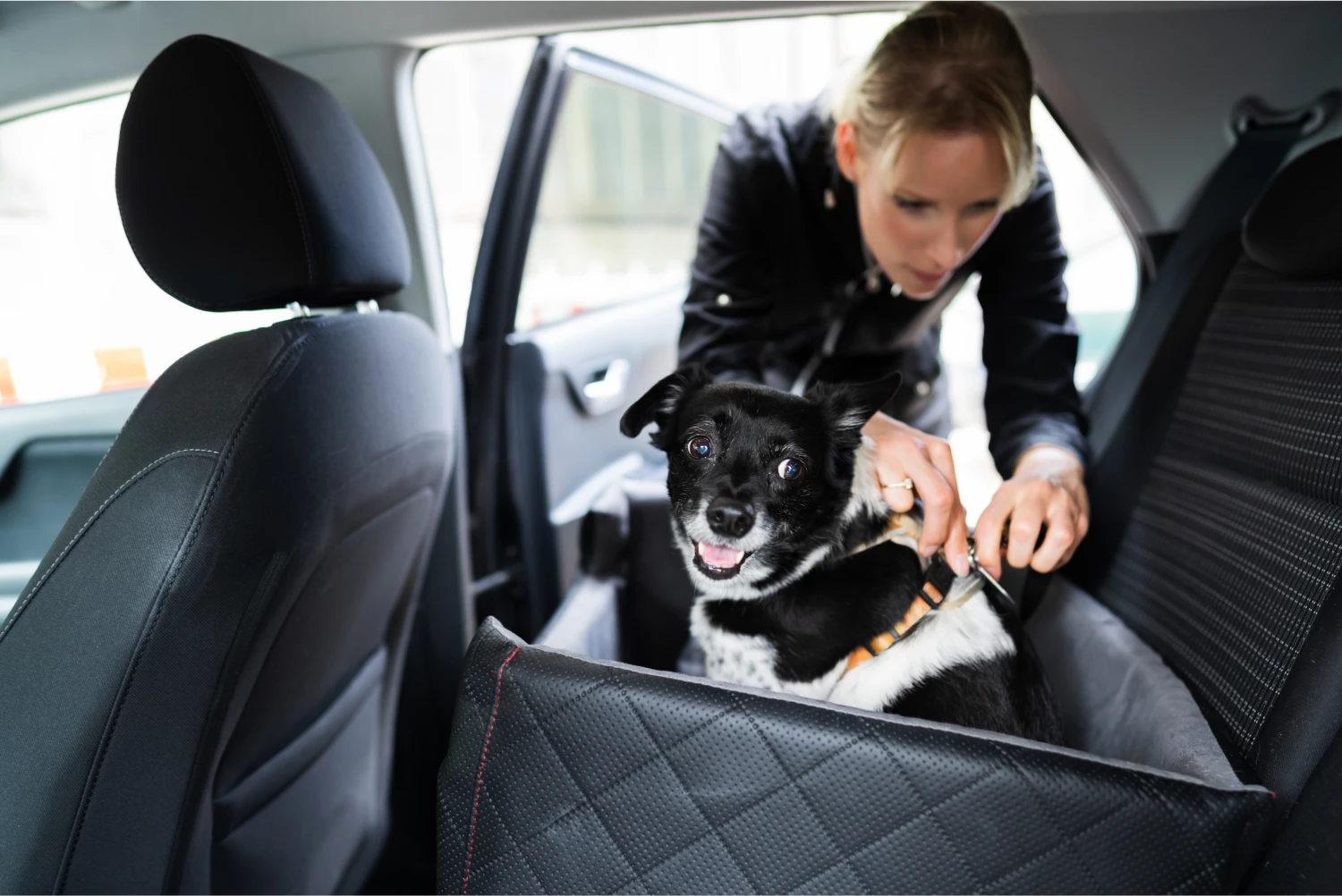 Toyota Camry Dog Safety Belt for Miniature American Shepherds